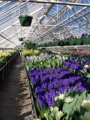 Spring Greenhouse Show