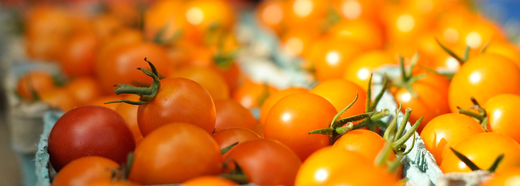 West End Farmers Market — Community in Clemens Green