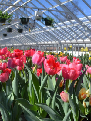 Spring Greenhouse Bulb and Plant Sale
