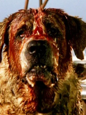 Cujo