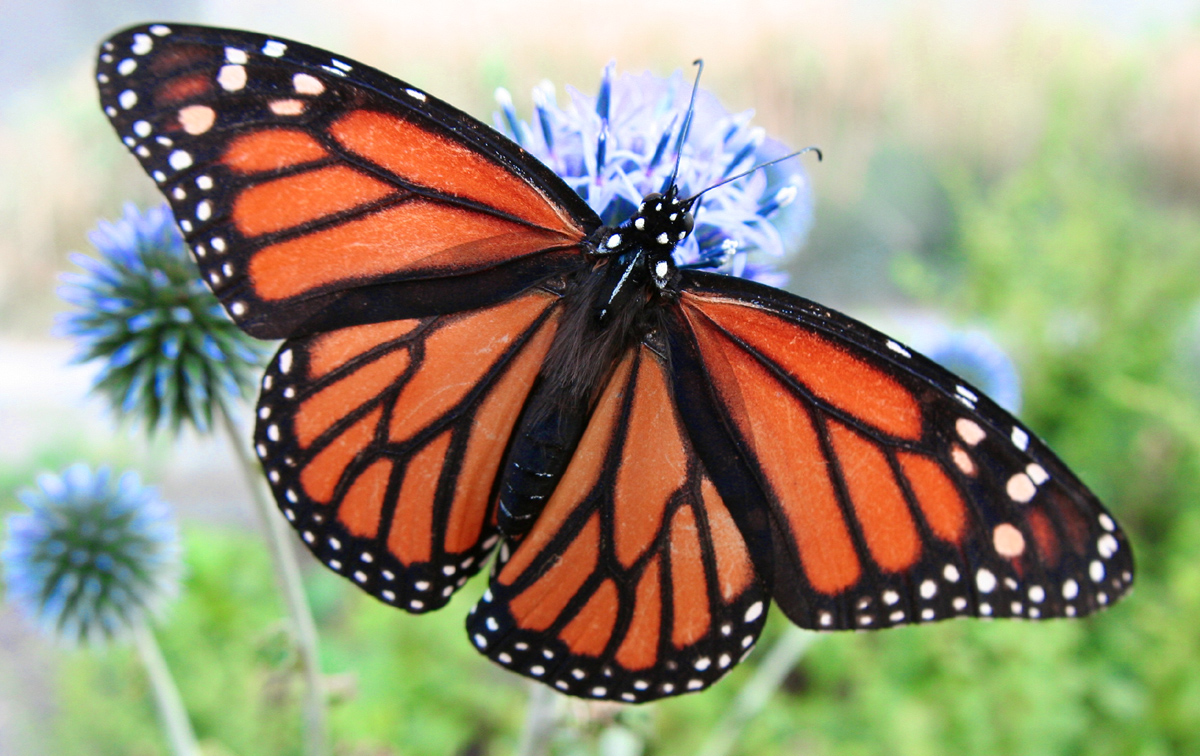Calendar butterfly journey hartford has it