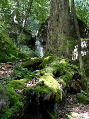 The Return of Old Growth Forests