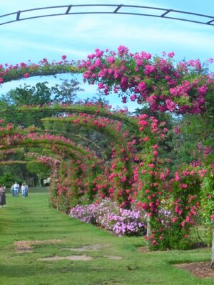 Rose Weekend