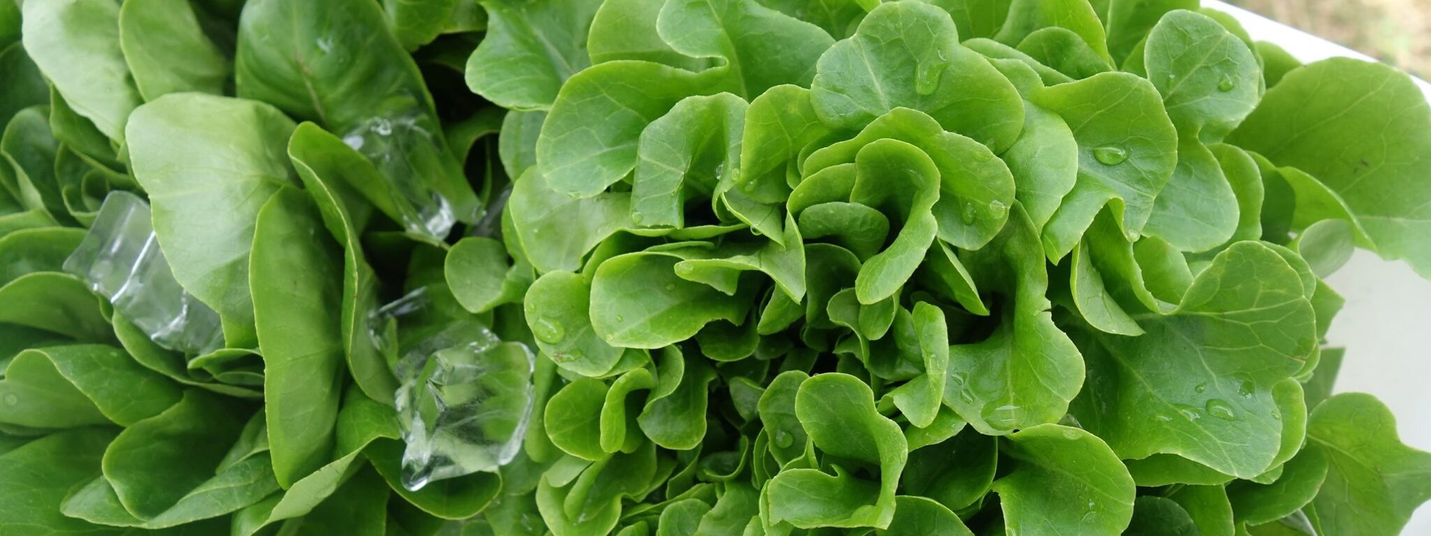 KNOX Farmers Market — Community in KNOX