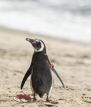 My Penguin Friend
