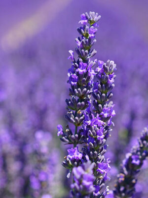 Annual Herb Symposium 2025