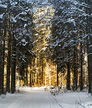 Snowbound Serenade
