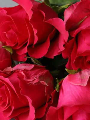 Cocco the Great Valentine's Day Pop-Up Flower Shop