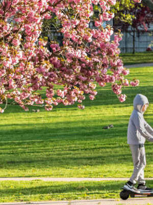 Cherry Blossom Celebration