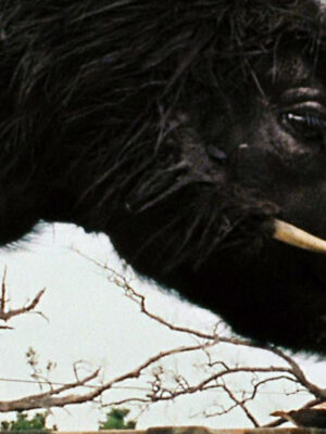 Beasts of the Southern Wild