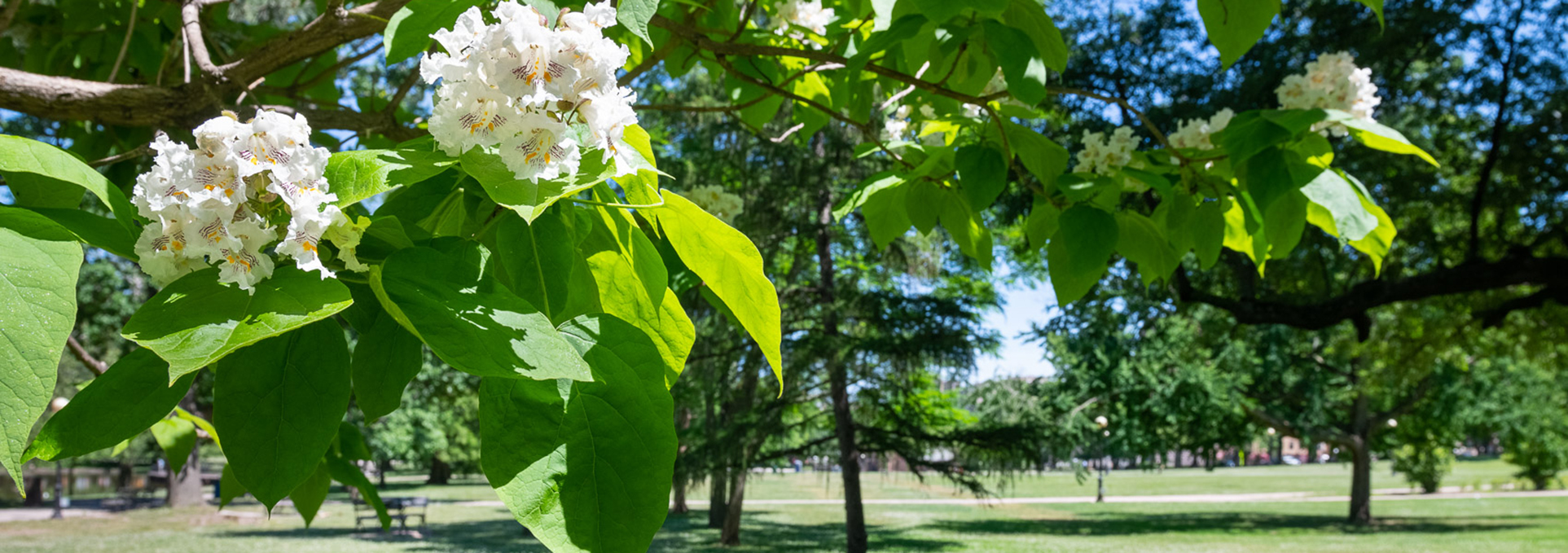 Tree Tales: Conversations in Bushnell Park