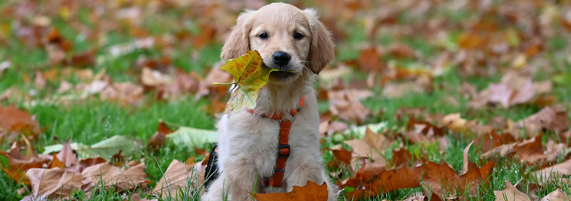 Pup Street: Furever Fall