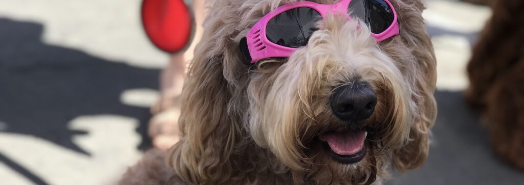 A golden doodle dog and pet wears sunglasses and a bow in her hair.