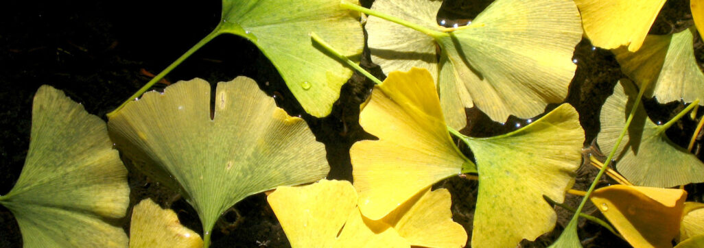 Ginkgo leaves